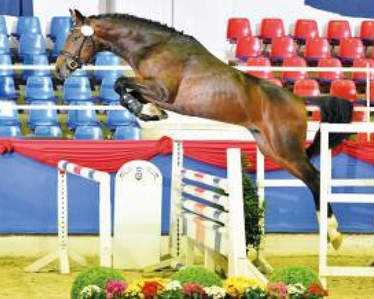 jumper Cortinox (Oldenburg show jumper, 2014, from Cornettino Ask)