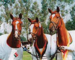 Zuchtstute Donauquelle vom Klosterhof (Trakehner, 1978, von Morgenglanz)