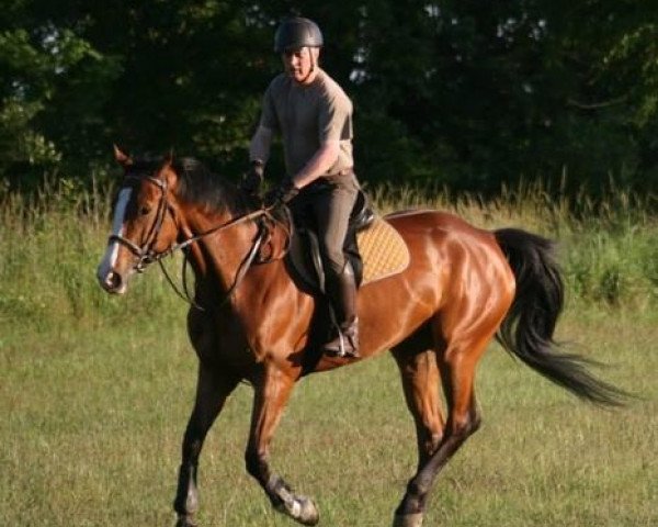 Zuchtstute Izolda (Wielkopolska, 2008, von Clear to Jump)