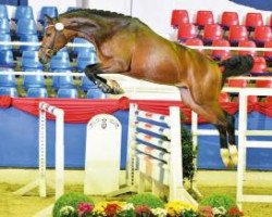 jumper Cadbury (Oldenburg show jumper, 2014, from Cornet's Prinz)