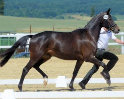 Zuchtstute Donauwelle (Trakehner, 2012, von Interconti)