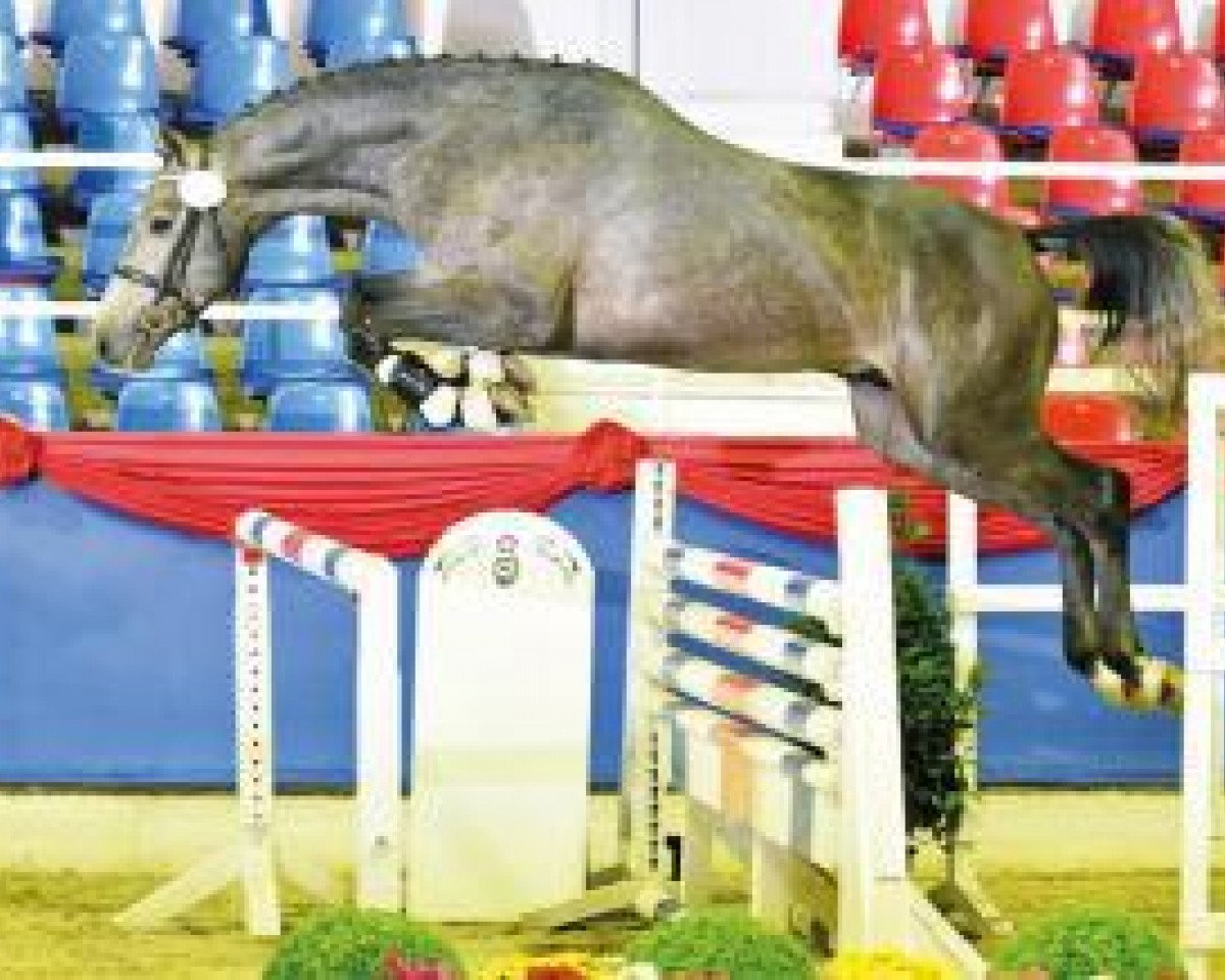 horse Clarimo de Semilly (Oldenburg show jumper, 2014, from Clarimo Ask)
