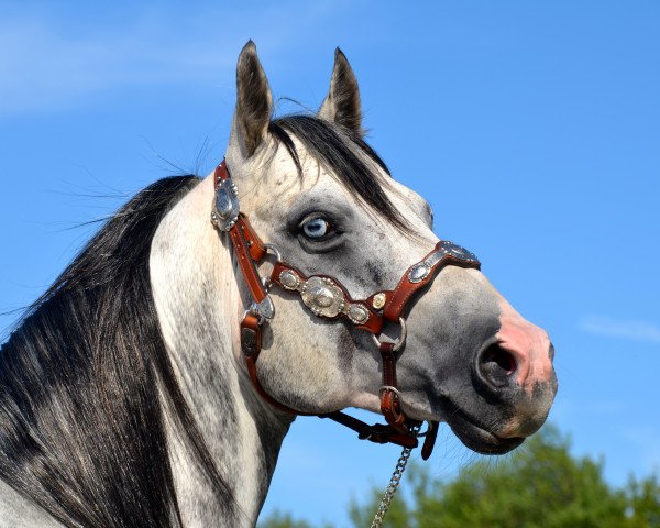 Deckhengst DT Doc o Rooster (Quarter Horse, 2006, von Flip N Rooster)