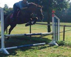 broodmare C Ironie (Zangersheide riding horse, 2010, from Indoctro II)