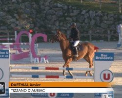 Pferd Tizzano d'Aubiac (Selle Français, 2007, von Balougran)