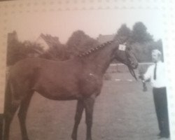 broodmare Busseta (Hanoverian, 1972, from Busoni xx)