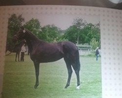 broodmare Charisma 193 (Hanoverian, 2003, from Connery)