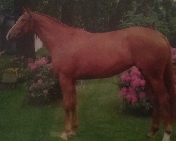 broodmare Weltdame (Hanoverian, 1991, from Weltmeyer)