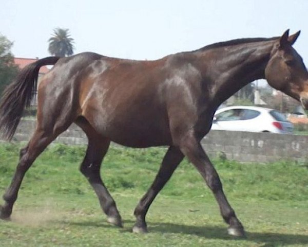 Zuchtstute Rondinara d'Aubiac (Selle Français, 2005, von Loutano)