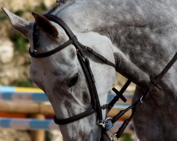 horse Ocean D'Aubiac (Selle Français, 2002, from Duc du Murier)