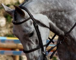 Pferd Ocean D'Aubiac (Selle Français, 2002, von Duc du Murier)