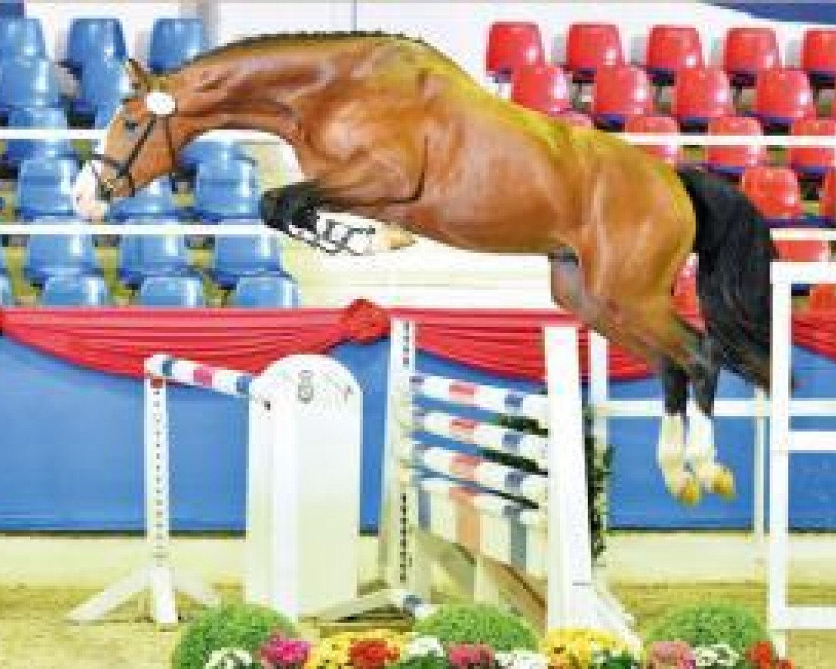 Springpferd Catenaccio (Oldenburger Springpferd, 2013, von Cascadello)