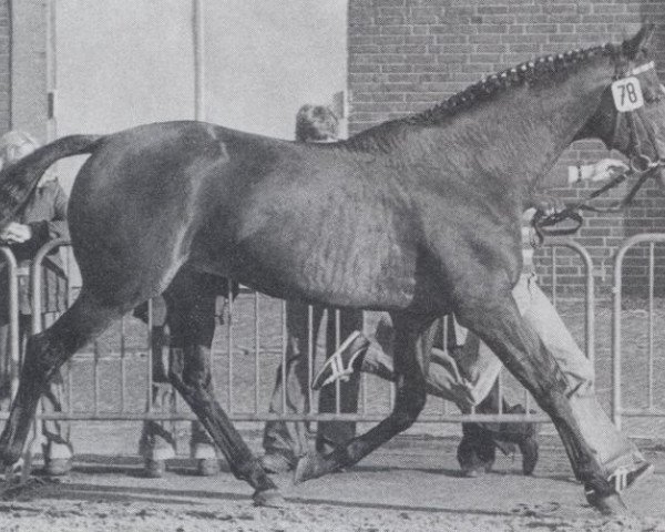 stallion Biskrah xx (Thoroughbred, 1967, from Charlottesville xx)