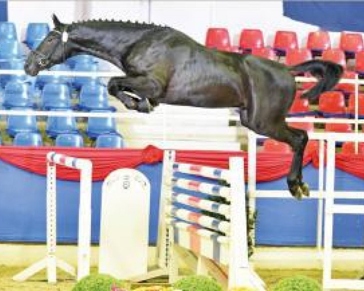 jumper Captain Sparrow 12 (Oldenburg show jumper, 2014, from Cador 5)