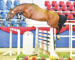 jumper Arko's Rubin (Oldenburg show jumper, 2014, from Arko III)