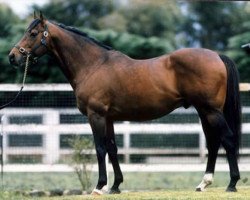 stallion Western Symphony xx (Thoroughbred, 1981, from Nijinsky xx)