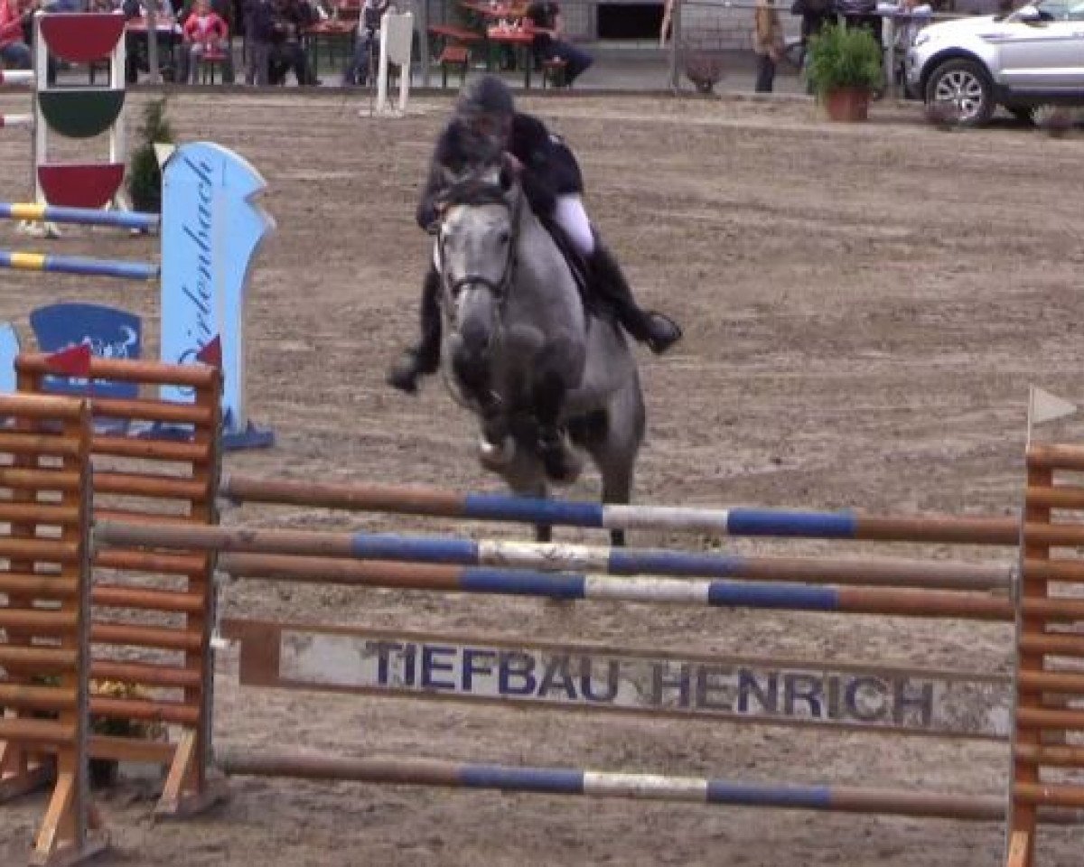 stallion Ubama (Selle Français, 2008, from Mr Blue)
