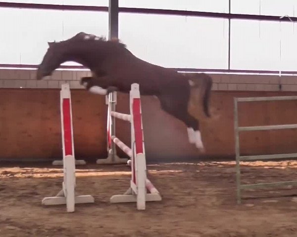 broodmare Cascaya Deluxe (Oldenburg show jumper, 2011, from Cantoblanco)