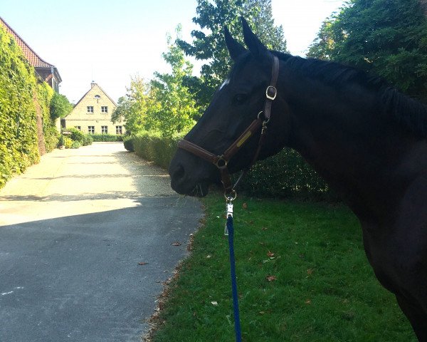 dressage horse Feliciano E (Rhinelander, 2011, from Feedback 16)