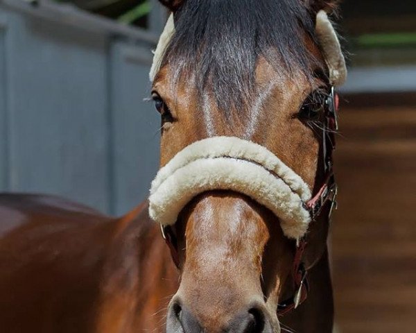 jumper Luk's Lillebror (Hanoverian, 2008, from Lordanos)