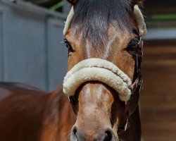 jumper Luk's Lillebror (Hanoverian, 2008, from Lordanos)