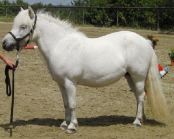 broodmare Pete (Dt.Part-bred Shetland pony,  , from Isarons Falco)