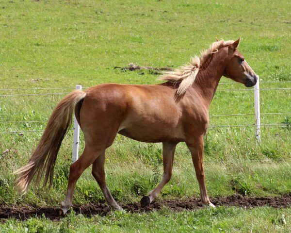 Pferd BestBreed Mustang Lady Lou (Mustang, 2012, von BestBreed Mustang Stormy)