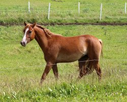 Pferd BestBreed Mustang Kalina (Mustang, 2013, von BestBreed Mustang Stormy)