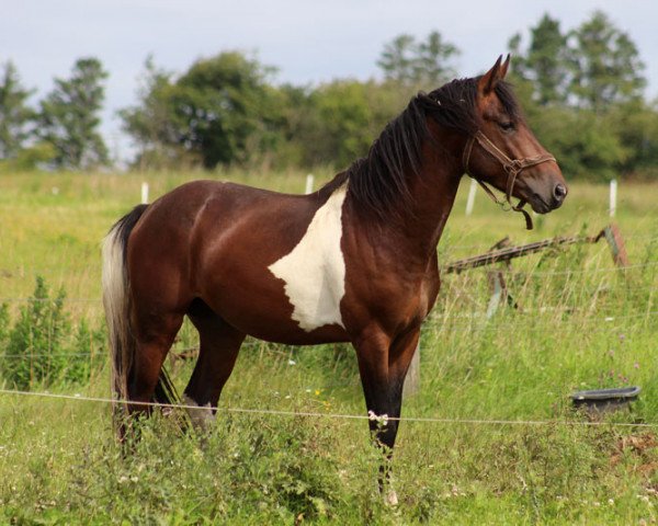 Deckhengst BestBreed Mustang Geronimo (Mustang, 2012)