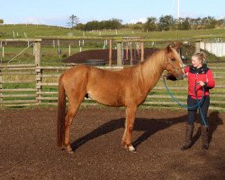 Pferd BestBreed Mustang Creek (Mustang, 2013, von BestBreed Mustang Stormy)