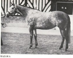 broodmare Mazawa (Thoroughbred, 1969, from Kashmir II xx)