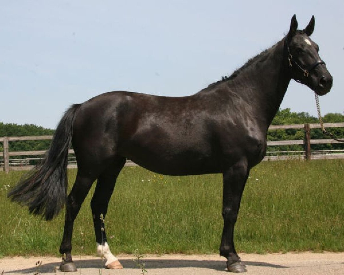 broodmare Allegria van Schuttershof (Belgium Sporthorse, 2006, from Nabab de Rêve)