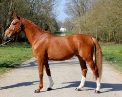 horse Fender de Hus (Zangersheide riding horse, 2011, from Florian de la Vie Bazooka)