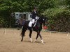 dressage horse Laurin Vom Neumühler Hof (German Sport Horse, 2008, from Lord Fantastic)