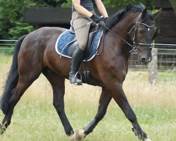 dressage horse Isco 2 (Polish Warmblood, 2012)