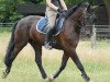 dressage horse Isco 2 (Polish Warmblood, 2012)