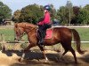 broodmare Muciana T (German Riding Pony, 2011, from Mentos Charmeur)