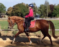 broodmare Muciana T (German Riding Pony, 2011, from Mentos Charmeur)