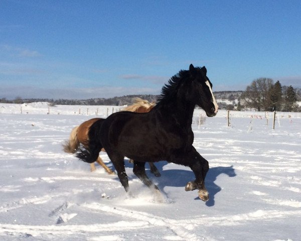 dressage horse Rocchigiani 4 (Württemberger, 1993, from Rubinstein I)