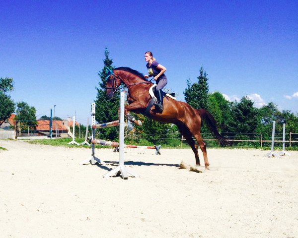 dressage horse Samarant's Fierté de la Lune M (Oldenburg, 2006, from Samarant)