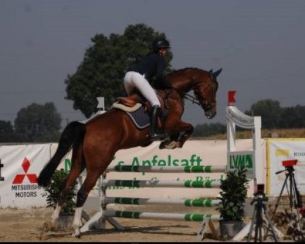 jumper Chamaco 4 (Hanoverian, 2011, from Commodor)