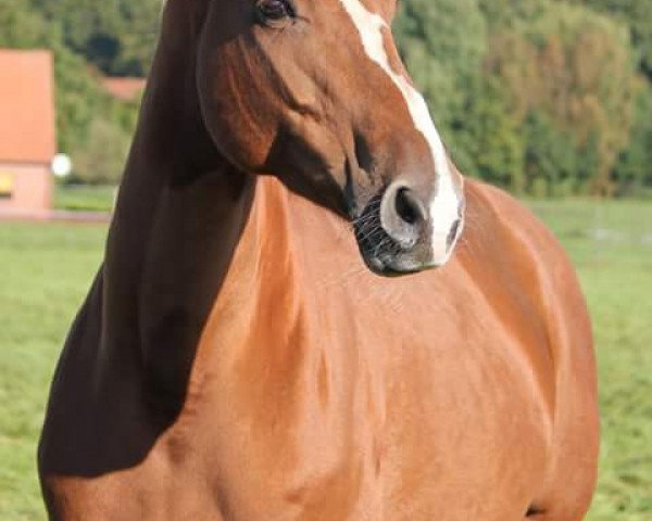 broodmare Lara La Diva (Hanoverian, 2007, from Locksley II)