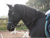 dressage horse Scaletto 2 (German Riding Pony, 1992, from Seiron)