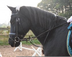 dressage horse Scaletto 2 (German Riding Pony, 1992, from Seiron)