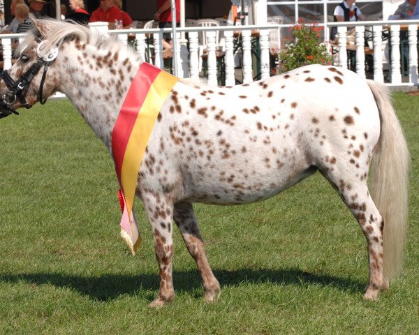 Zuchtstute Emara v.d. Jaradihoeve (Nederlands Appaloosa Pony, 2011, von Marschall One)