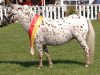 broodmare Emara v.d. Jaradihoeve (Nederlands Appaloosa Pony, 2011, from Marschall One)