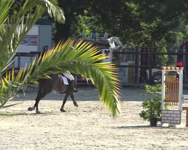 Reitturnier Bättwil 2019