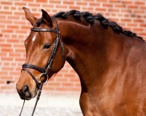 broodmare C-Dur (Oldenburg, 2009, from Wilkens)