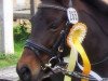 dressage horse Laura 455 (German Classic Pony, 2008, from Unbekannt PONY)