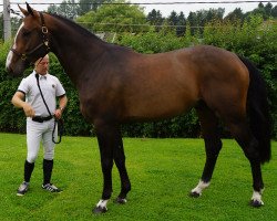 Springpferd Daytona Du Toultia (Belgium Sporthorse, 2009, von Hh Copin van de Broy)